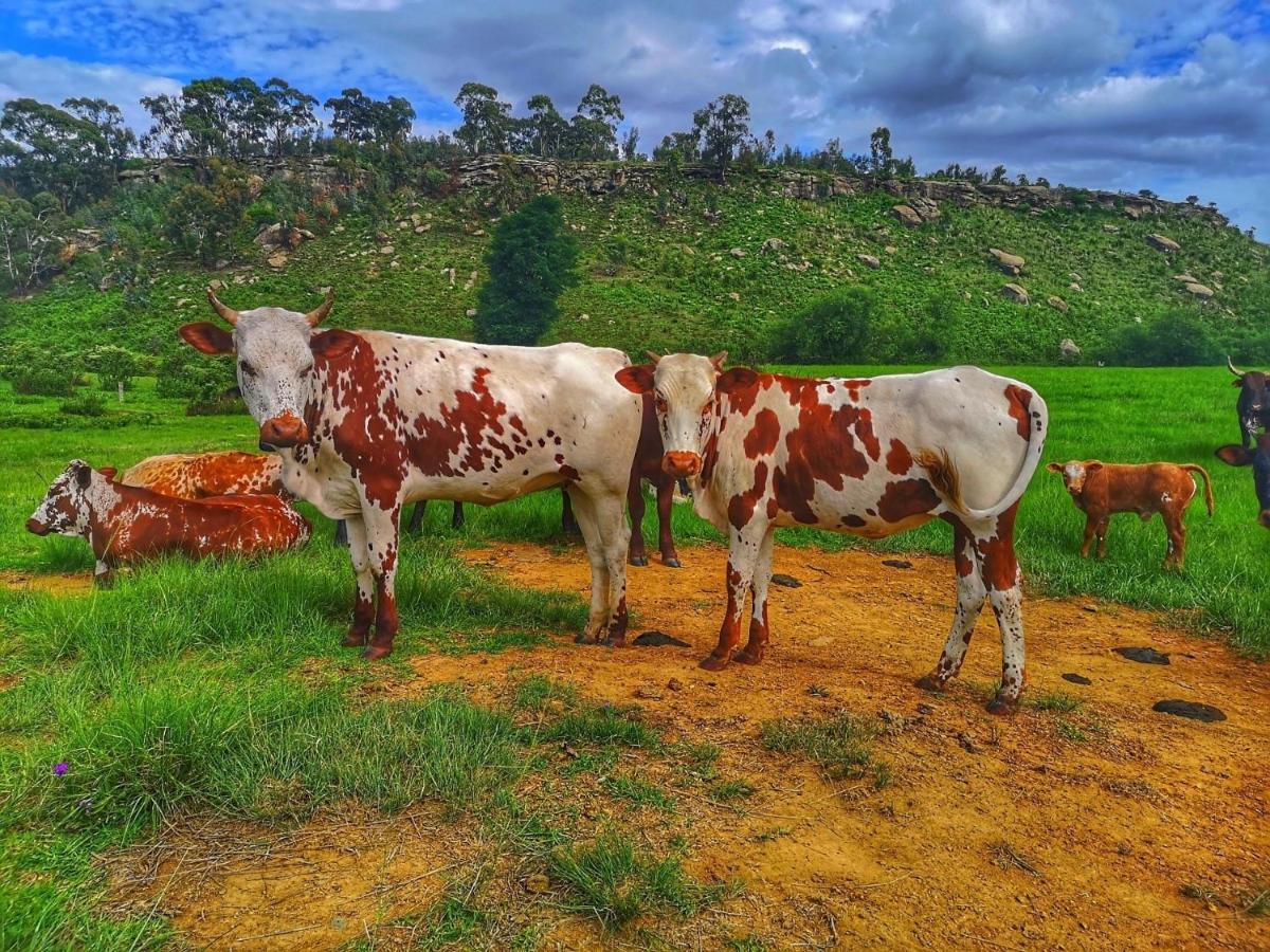 Oban Guest Farm Villa Van Reenen Kültér fotó